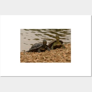 Red-eared Sliders Posters and Art